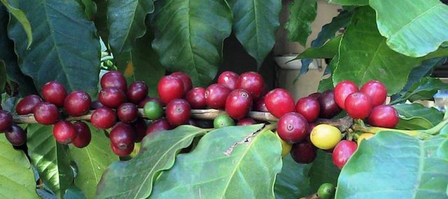 Kaffeplante Med Bær